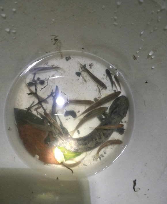 【娃娃鱼】河边夜钓,水中“大鲶鱼”竟爬上岸,小伙抓住却不知如何处理