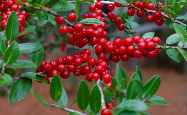 生肖@6月天喜星耀，喜鹊叫喜的3个生肖，贵人偏爱事业旺，存款翻倍