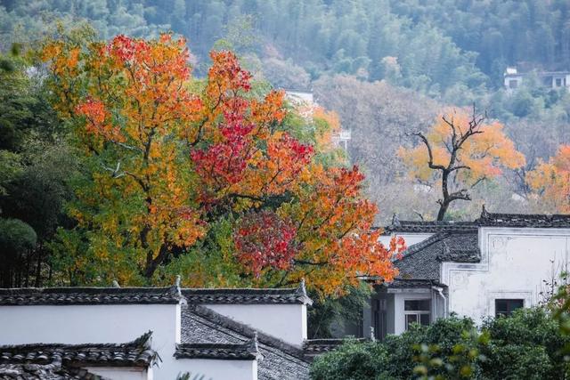 香山|秋色不输婺源，颜值美过香山，这座小村庄一到秋天就美成仙境