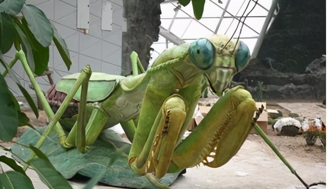 伊隆·马斯克|“如果螳螂和狮子的体型一样大,它的战斗力咋样?”答案出乎人的意料