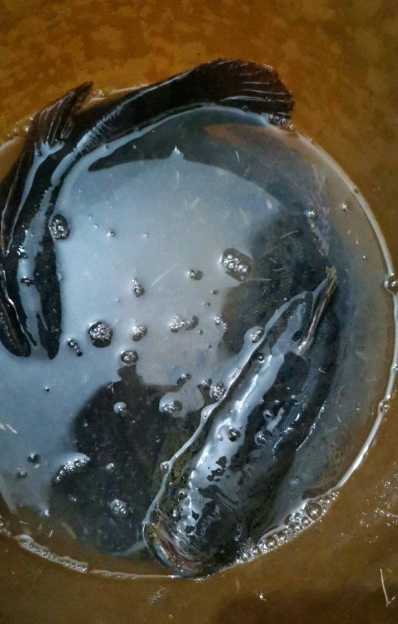 大黑说生活 徐州网友水库捉到两条“黑壳鱼”，一公斤一条，全身乌黑非常凶猛