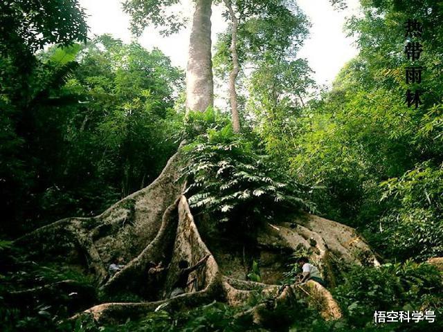 #蟒蛇#世界上最大的蛇是什么蛇？