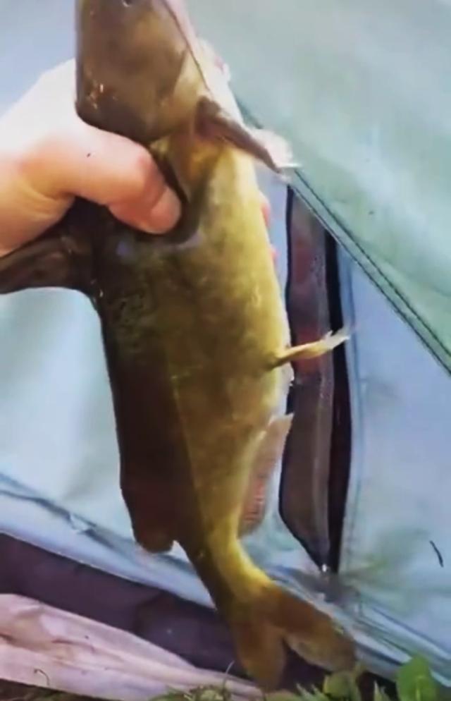 「」江西上饶钓鱼人,水库钓起“一尺长”黄辣丁,网友:牛尾巴