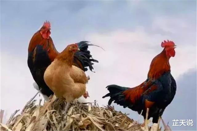 【富翁】古人讲“鸡不过六，犬不过八”，是何意？实为“事出反常必有妖”