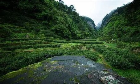 福州日报|福州某品牌茶1斤48万元！记者暗访调查“天价茶叶”