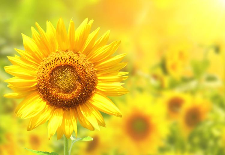 生肖|婚姻中会被嫌弃的3个生肖女，情商低，不会办事，到处受委屈