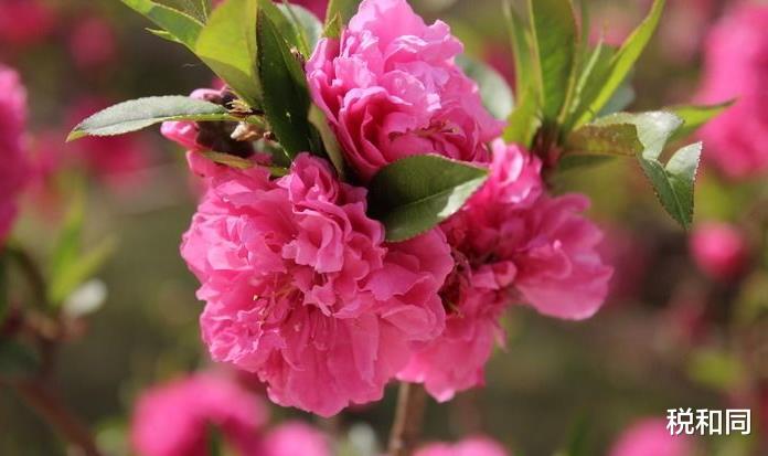 |接下来三天富得流油，大吉大利的生肖，麻烦全部退散，霉运过后好运来