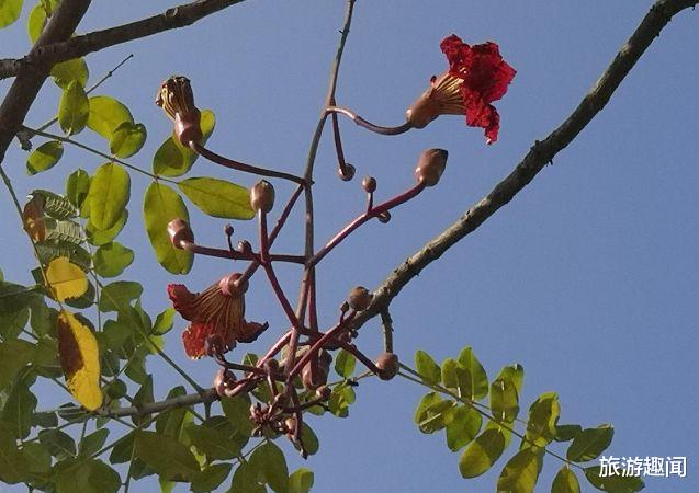 香肠|外形像“香肠”，果实熟不熟都能吃，国内常见却是游客不吃的水果