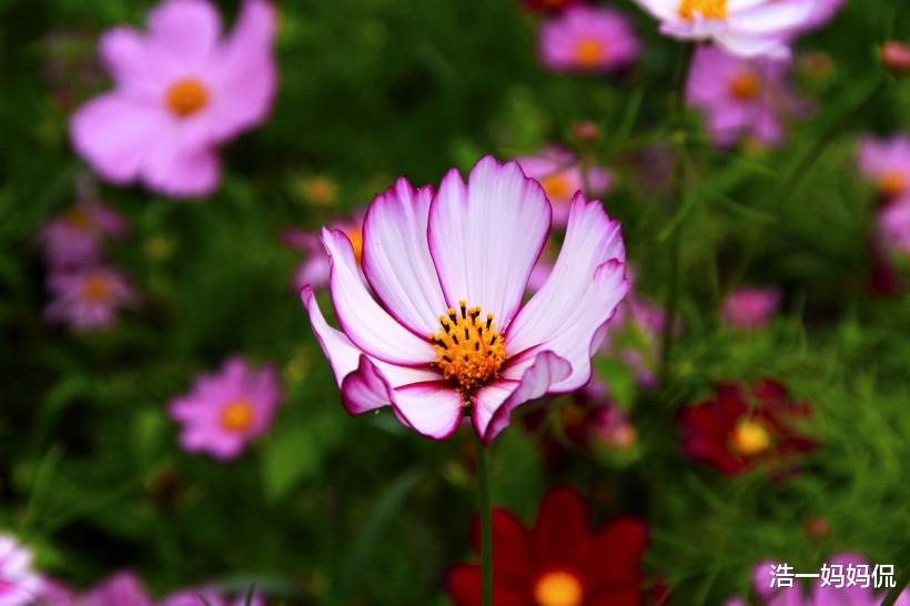 属牛|吉祥牛：恭喜！熬到未来30天财厚运旺，事业爱情全有，福气进门