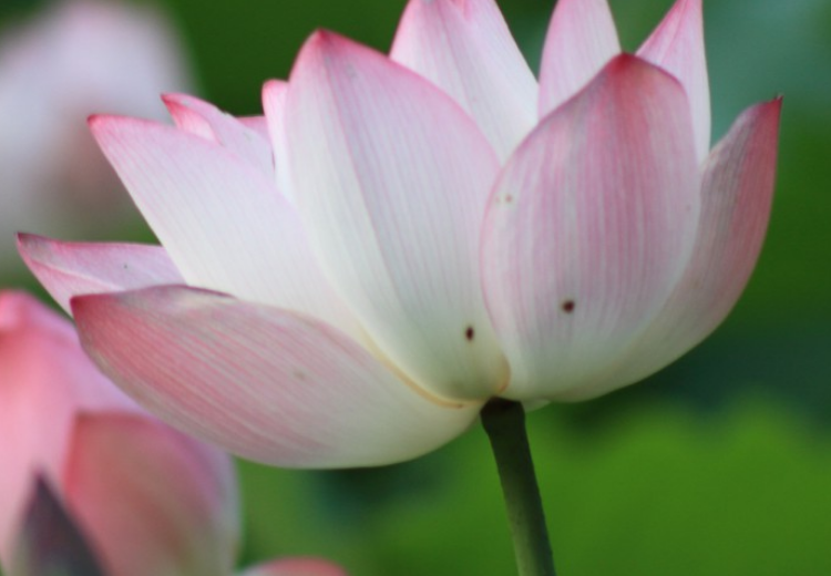 巨蟹座|十月中旬开始,得财神爷青睐,财运旺不停,家财万贯的生肖