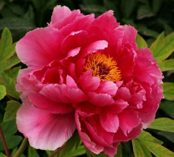 生肖|89月底“行大运”,大红大紫,“赚大钱、发大财”的3大生肖