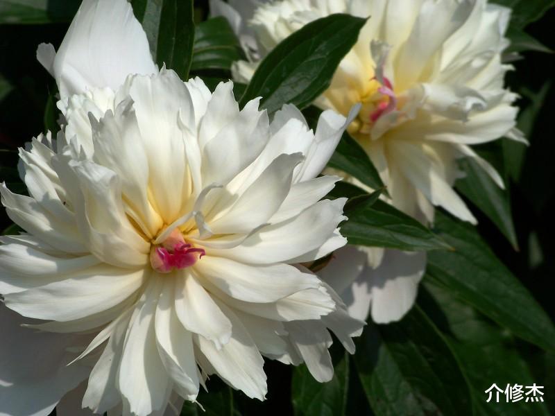 生肖@追求者超多的4大生肖，妥妥的美人坯子，异性缘从来不会差！