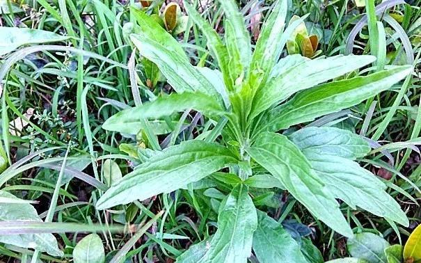 「」此植物名为“小白酒”，治疗肠胃有特效，在田边很多，别再当杂草