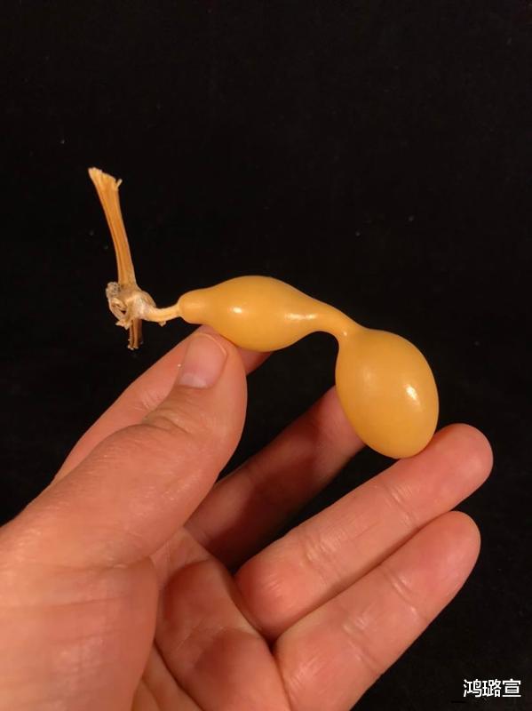 [文玩]文玩葫芦“难盘”？不要开玩笑了，难盘是因为玩家真的不会盘