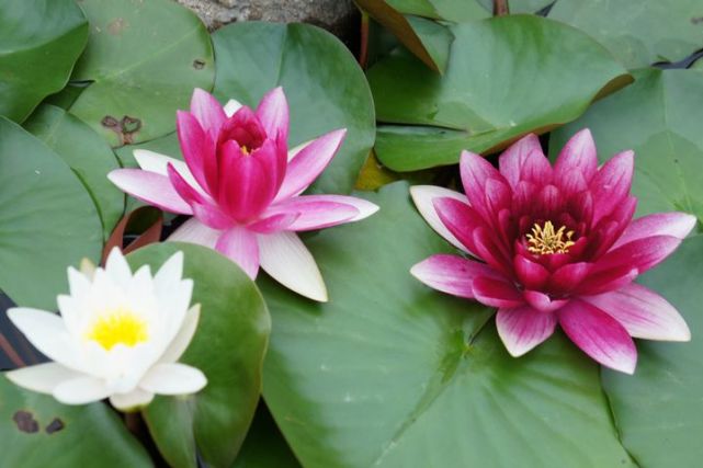 生肖|此三属相未来一个月鸿运当头，财富满满，腰包鼓鼓，大富大贵