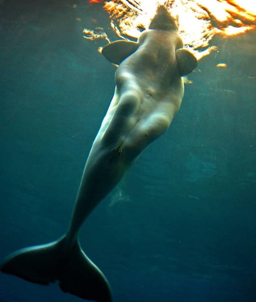 秦始皇陵■秦始皇陵中用人鱼膏点的灯，千年不灭，人鱼膏究竟是什么熬制的？