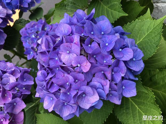 |在8月上旬,邂逅真爱,彼此欣赏,共同成长的三大星座