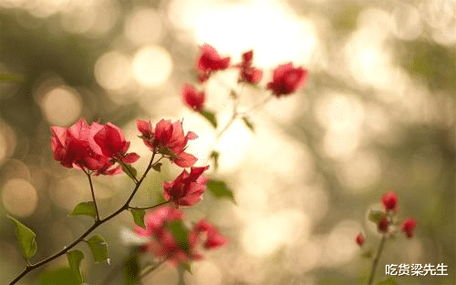 「生肖」下半年桃花上上签，有望结束单身，顺利步入婚姻殿堂的四大生肖