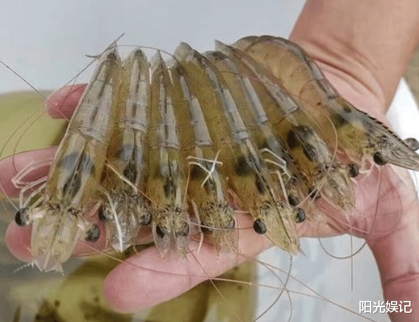 ##买虾，不管价格高低，见到这4种，不买为好！为了健康，别再乱买