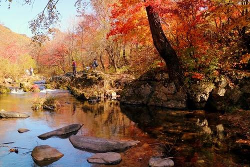 胡杨林|秋天最适合旅游的地方有哪些, 秋天去哪里旅游好？