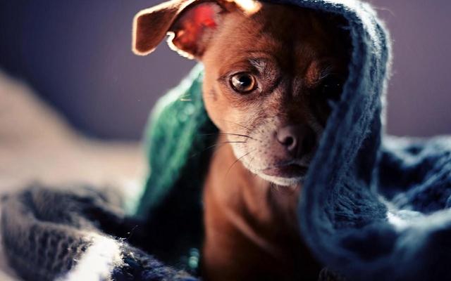 生肖|8月份忧伤被抚慰、事业有进展的星座，这次肯定有你