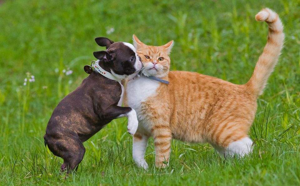 [科学家]如果狼长得和老虎一样大，能不能打败老虎？答案其实很清楚