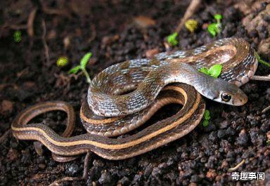 「眼镜王蛇」世界3大恐怖毒蛇，眼镜王蛇只能垫底，还是不要遇到了