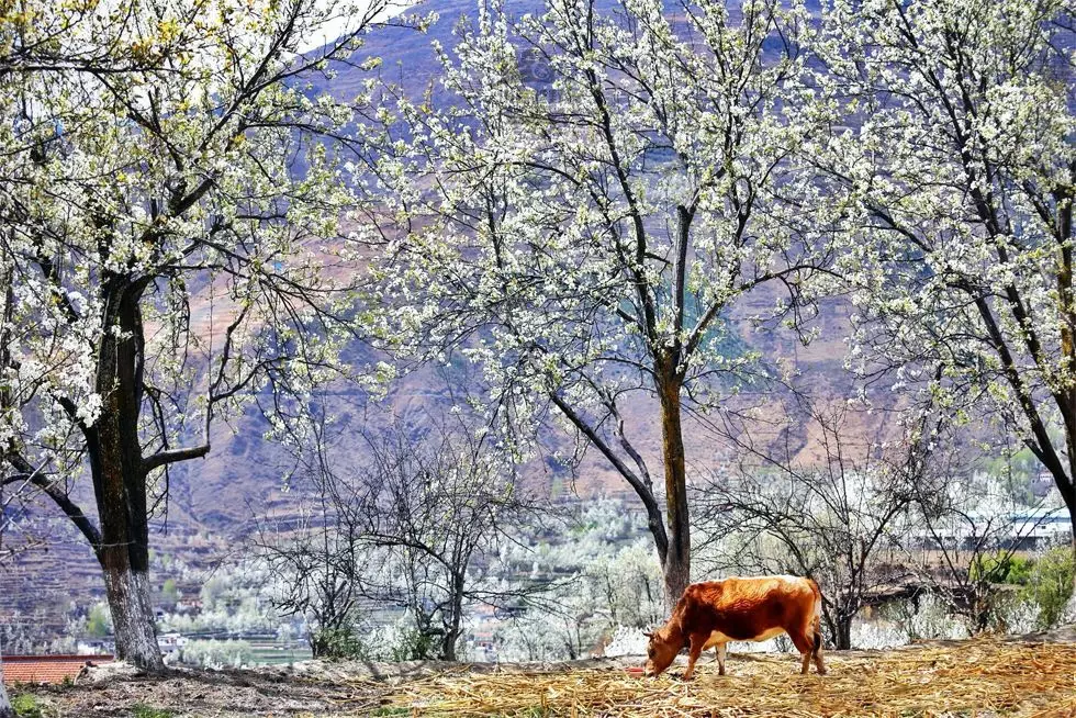 云南：重磅！31日起，阿坝州九寨沟、黄龙、四姑娘山、达古冰川景区恢复开园！