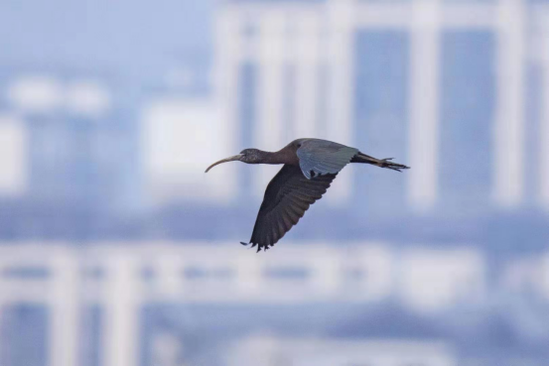 滇讯 罕见！彩鹮到云南保山青华海过冬