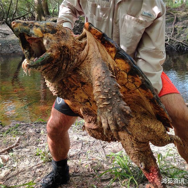 生物学界再现“新物种”？黑水河惊现45公斤大鳄龟，属濒危物种之一！
