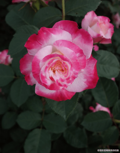 |下周财运提升，4属相生意红红火火，横财大发特发，衣食无忧