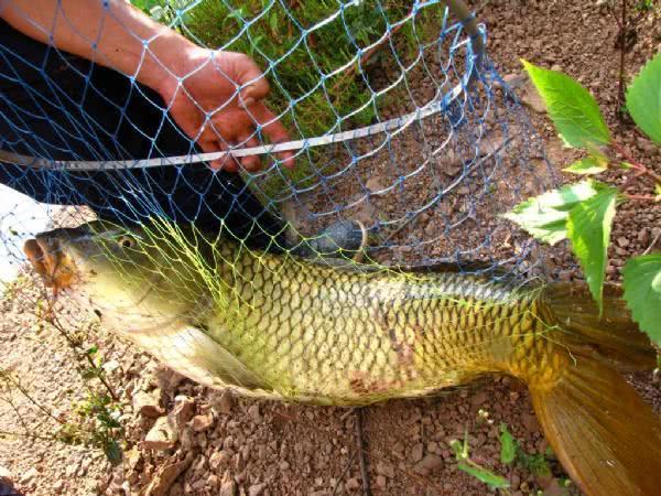 面粉■商品饵太贵,工薪阶层如何自制鱼饵?我搜集了这些方法