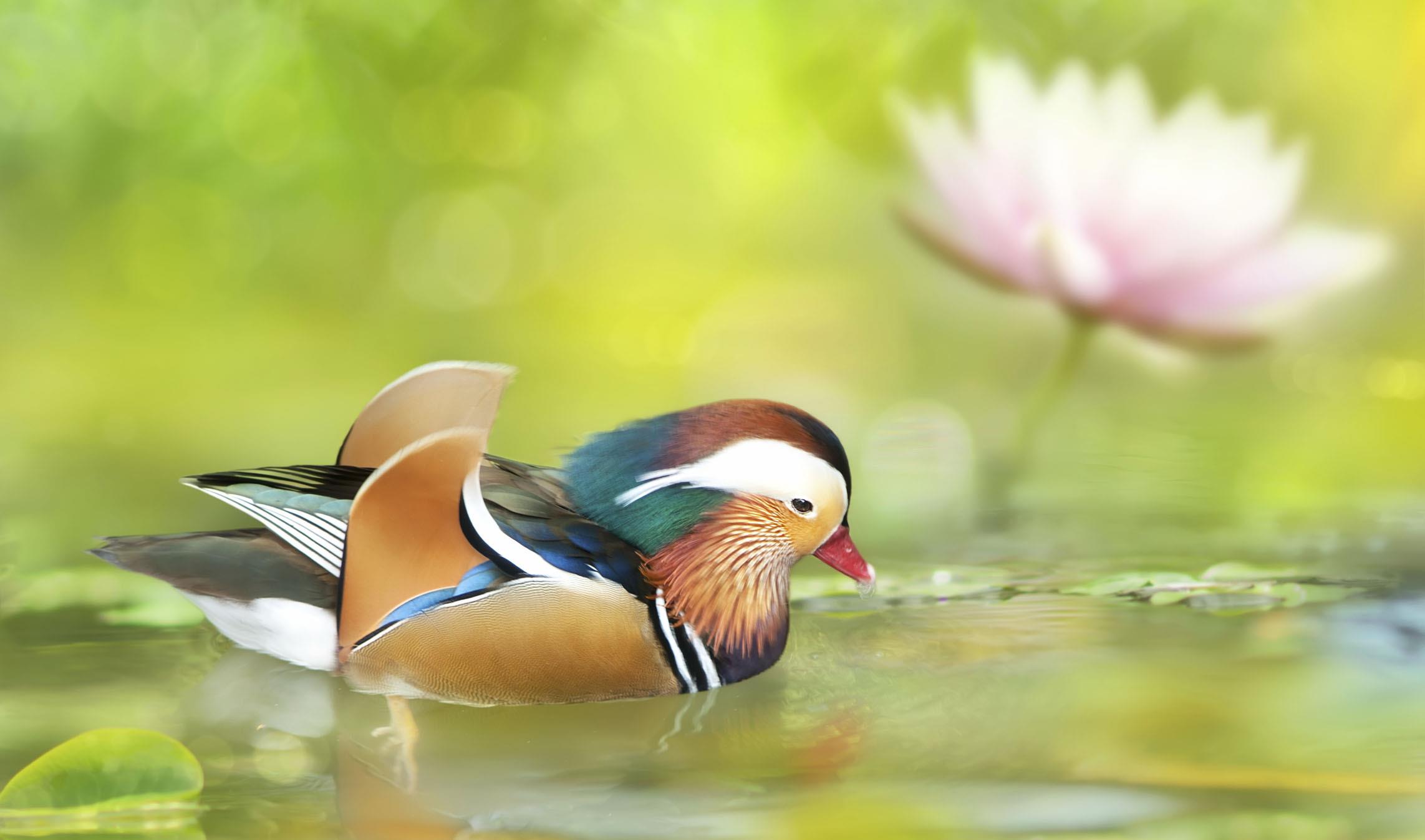 旧爱|未来10天，月老暗中助力，姻缘上上签，3星座喜结良缘顺利脱单