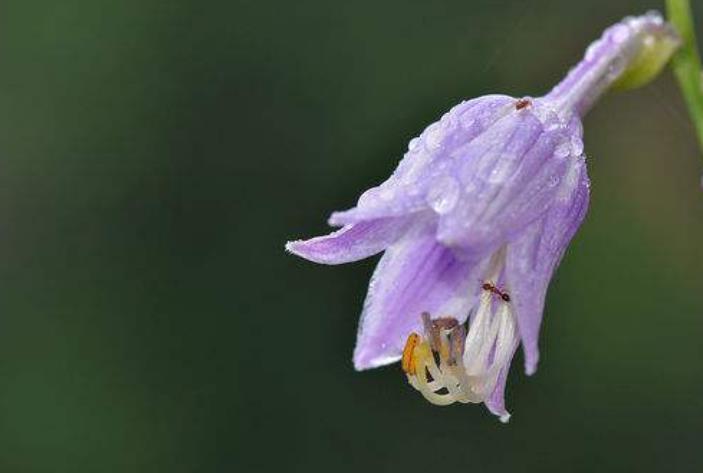 生肖|11月开始家财暴涨，大运难挡，桃花不断的生肖