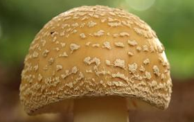 #济南#新型毒品难辨认？禁毒民警教您慧眼识毒