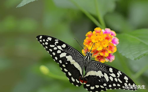 「星座女」从来不会乱花钱，勤俭持家，为老公积累不少财富的四大星座女