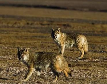 |狼:被人类误解最深的动物