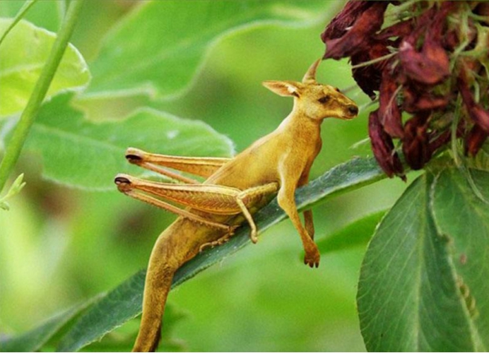 「」美国发生鹰类杂交事件，生物异常杂交越来越多，这是怎么了？