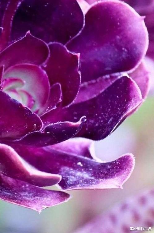 白羊座|这几个星座“有主见”，遇到爱情，马上付出真心