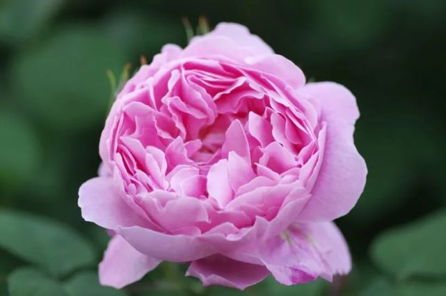 「生肖」6月下旬开始财气冲天，事业扬眉吐气，事业登高的四大生肖