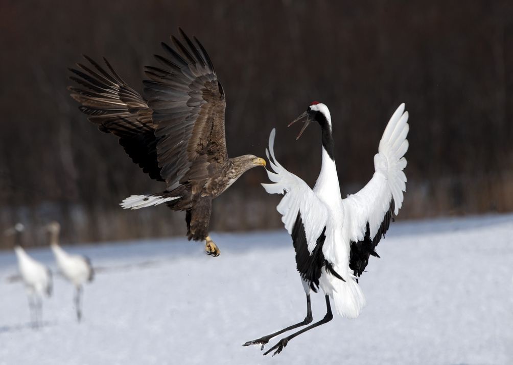 老虎|中俄边境现虎头海雕,叫声堪比老虎嘶吼,连人类也未必是它的对手