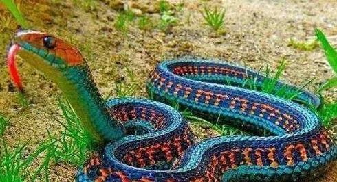 毒蛇|世界上毒性最大的毒蛇之一，“冰火蛇”为何能称霸蛇界？