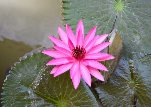 #无忧无虑#6月中旬未来10天，4属相吉星照耀，好运接踵而至，开门大吉，福气满满