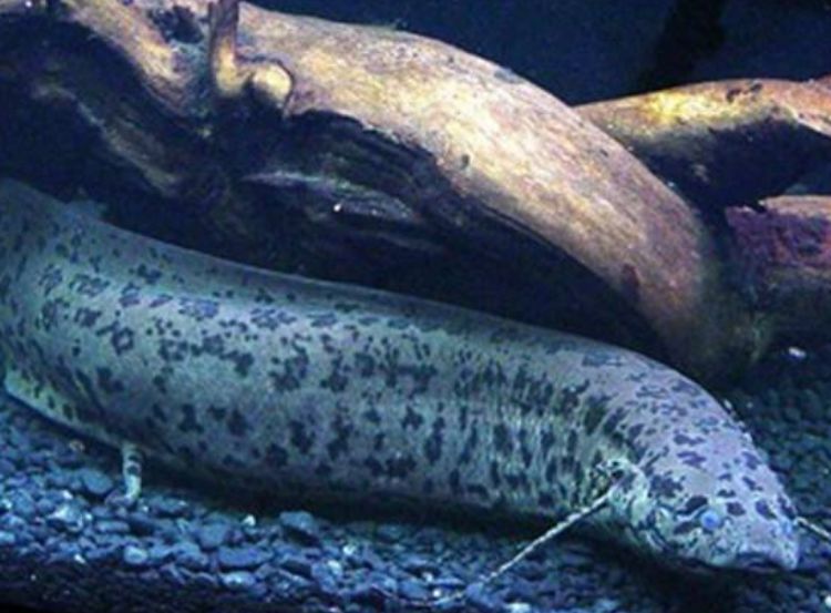 @世界上最强的“僵尸鱼”,晒成鱼干5年不死,入水却可能淹死!