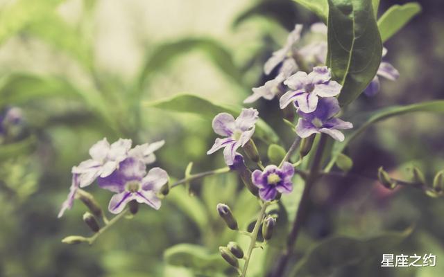 #生肖#在6月份，为爱放手，不再固执，善待自己的三大星座