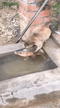 |有哪些你知道的暴利行业?高尔夫球场做球童,一个月小费收入50000多