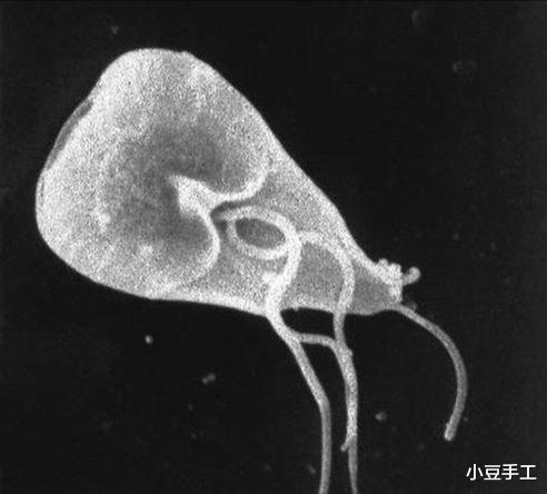 阿米■致死率高达97%的食脑虫，能从鼻孔进入大脑，到底有多恐怖？