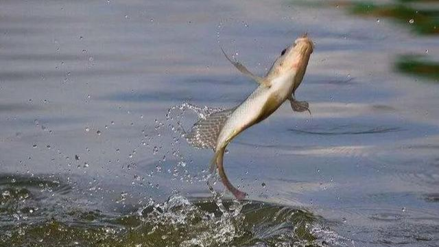 饵料|用大蒜钓鲫鱼和鲤鱼，这个配方你知道吗？