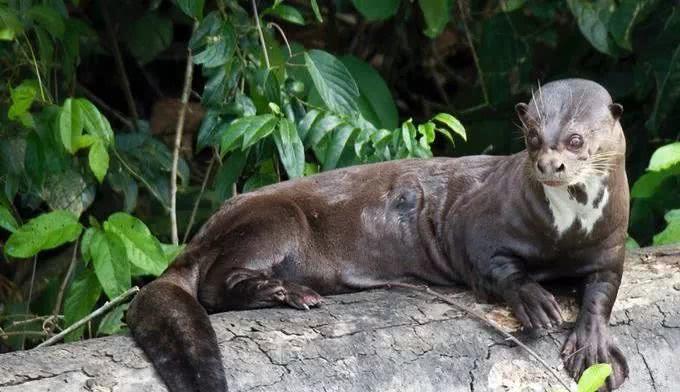 【食人鱼】亚马孙河现“水中狼”，一天要吃8斤鱼，不怕美洲豹，连凯门鳄也敢杀！