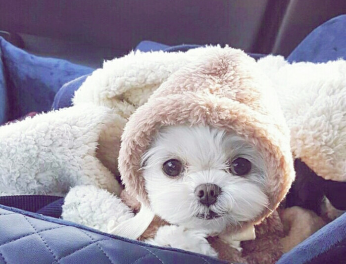 狗狗出现了积食应该如何缓解？